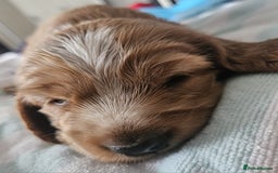 Cocker Spaniel dogs for sale: Show cocker spaniel  - Image 18
