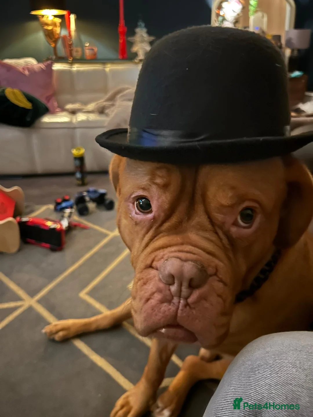 Dogue De Bordeaux dogs for sale: Dogue de Bordeaux - Advert 2