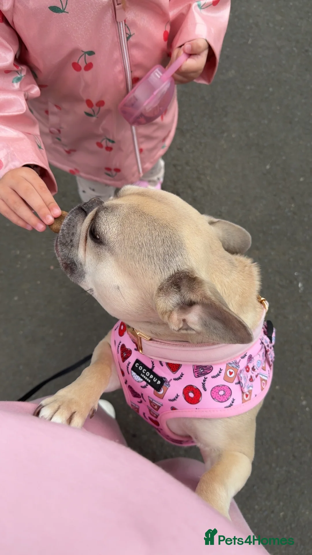 French Bulldog dogs for sale: Blue Fawn FrenchBulldog girl  in Newcastle upon Tyne - Advert 3