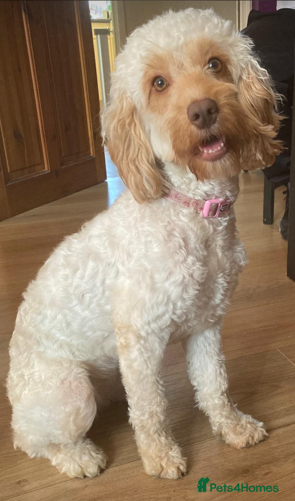 Mixed Breed dogs Apricot Cockapoo puppies ready 6th march NEW VIDEO - Advert 18