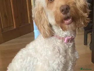 Mixed Breed dogs Apricot Cockapoo puppies ready 6th march NEW VIDEO - Advert 12