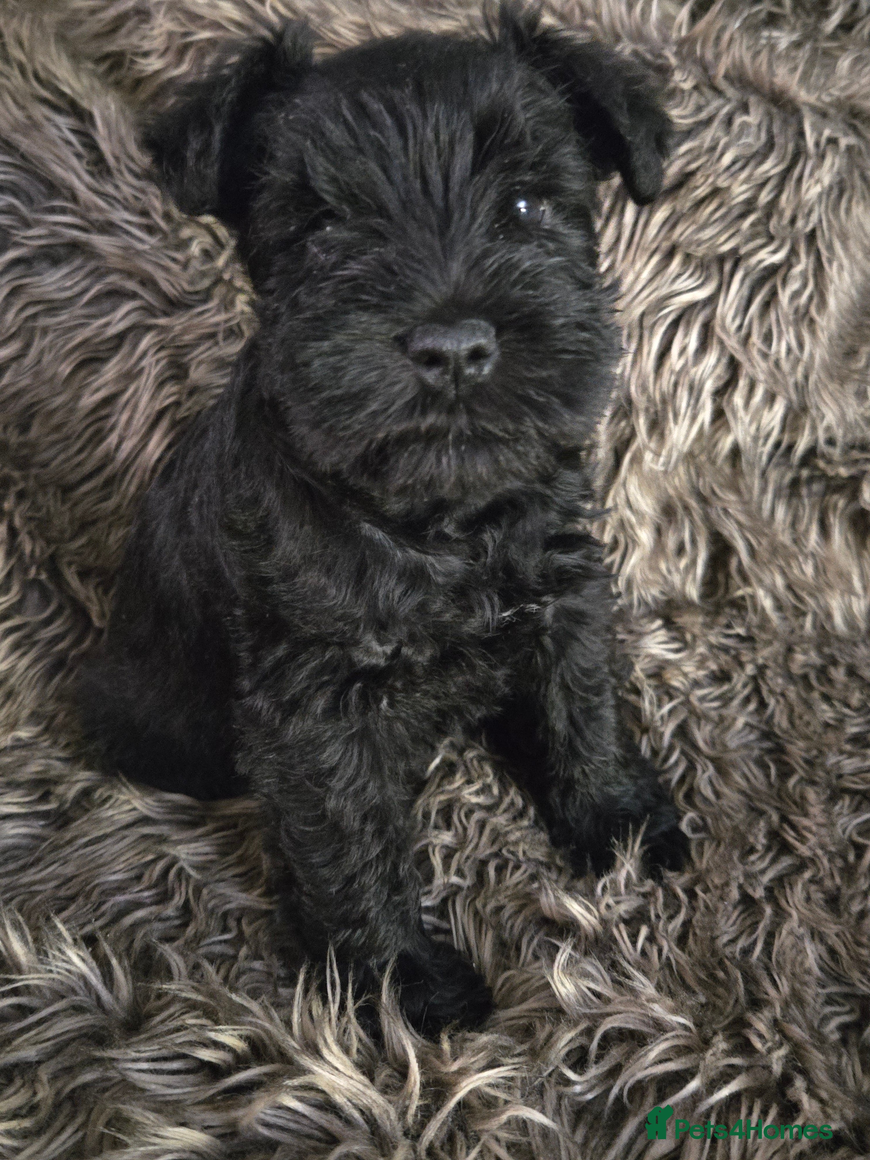 Miniature Schnauzer dogs 2 Black Miniature Schnauzers for sale - Advert 2