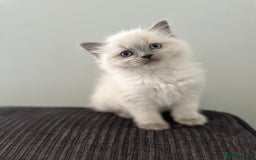 Ragdoll cats for sale: precious cuddle Ragdolls for good homes/families - Image 7