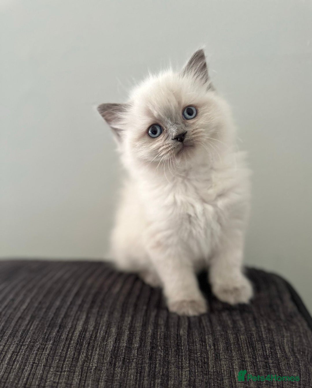 Ragdoll cats for sale: precious cuddle Ragdolls for good homes/families - Image 7