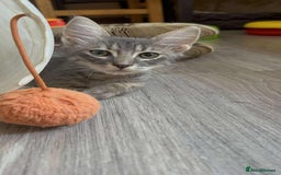 Mixed Breed cats for adoption: Tiresias – Majestic by name and personality - Image 7