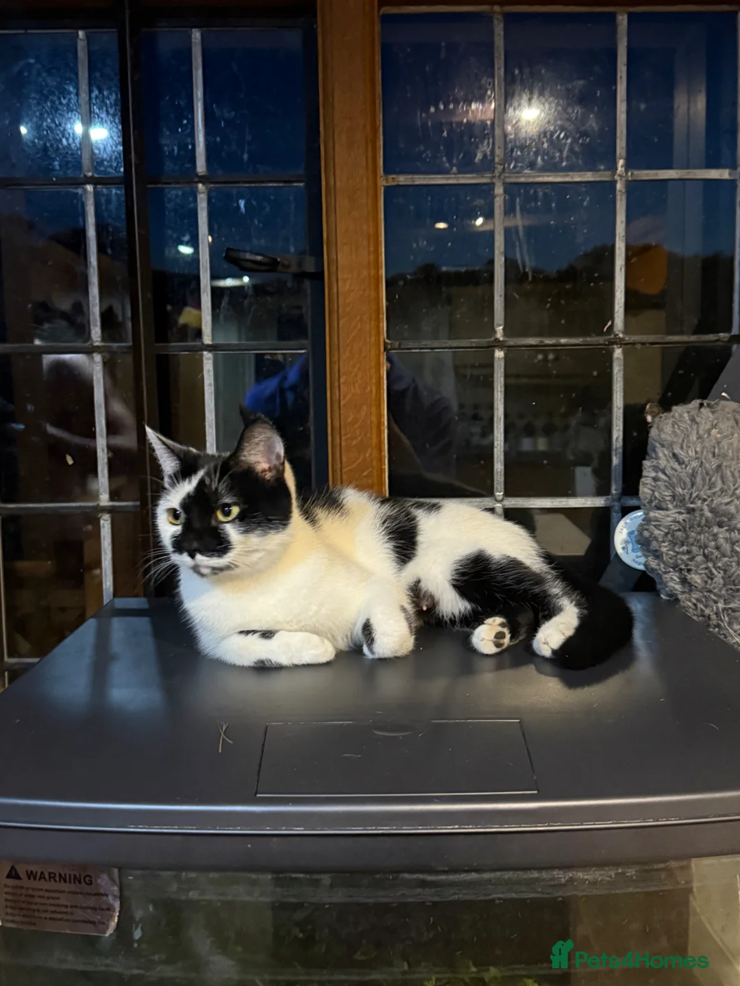 British Shorthair cats for sale: Beautiful BSH Cross Kittens For Sale - Advert 5