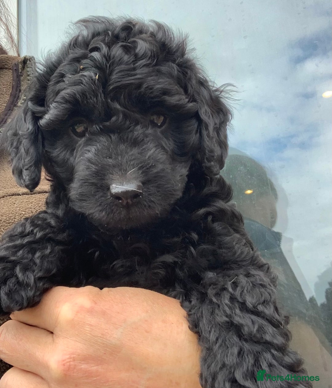Cockapoo dogs for sale: Cockapoo puppies ready now - Image 14