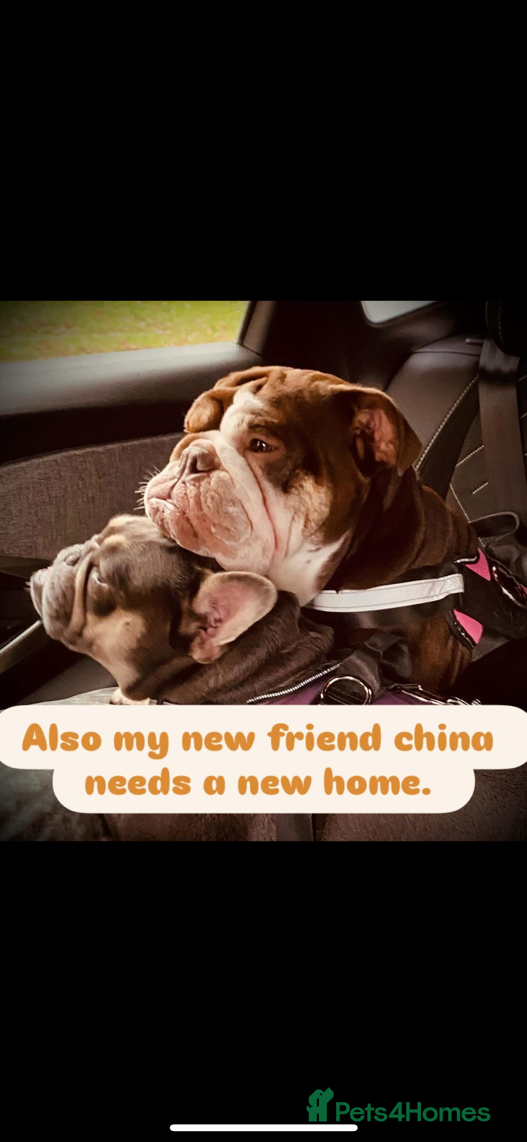 French Bulldog dogs for sale: 1French bull dog 1 English bulldog (read full add) - Advert 7