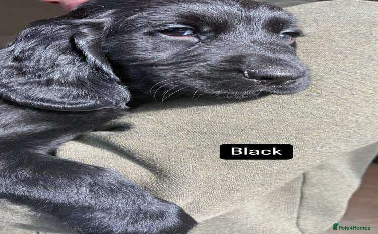 Mixed Breed dogs - Advert 2