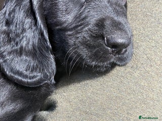 Mixed Breed dogs - Advert 17