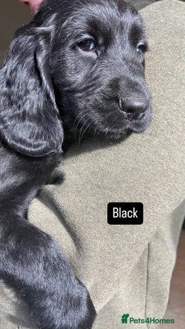 Mixed Breed dogs - Advert 15