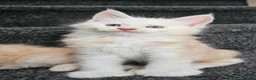 Maine Coon cats for sale: Poly and non poly red smoke Maine Coon kittens - Advert 8