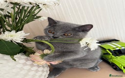 British Shorthair cats for sale: Beautiful British Shorthair Girls  in Bristol - Image 18