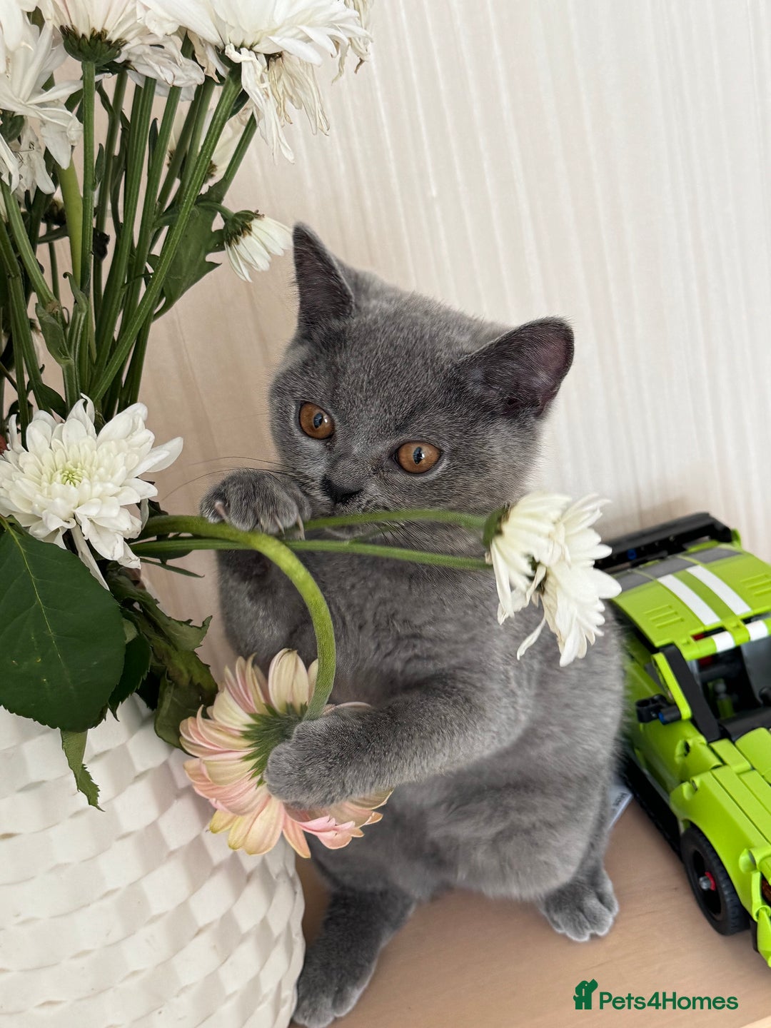 British Shorthair cats for sale: Beautiful British Shorthair Girls  in Bristol - Image 18
