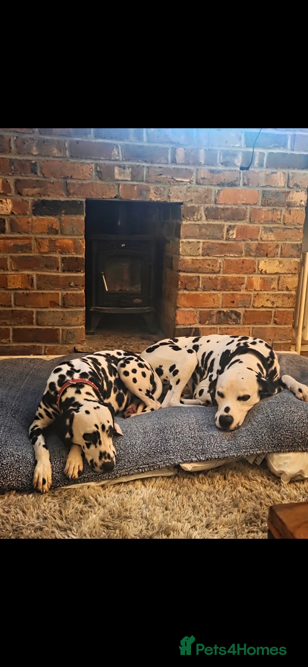 Dalmatian dogs for sale: Dalmation puppies announcement  - Advert 2