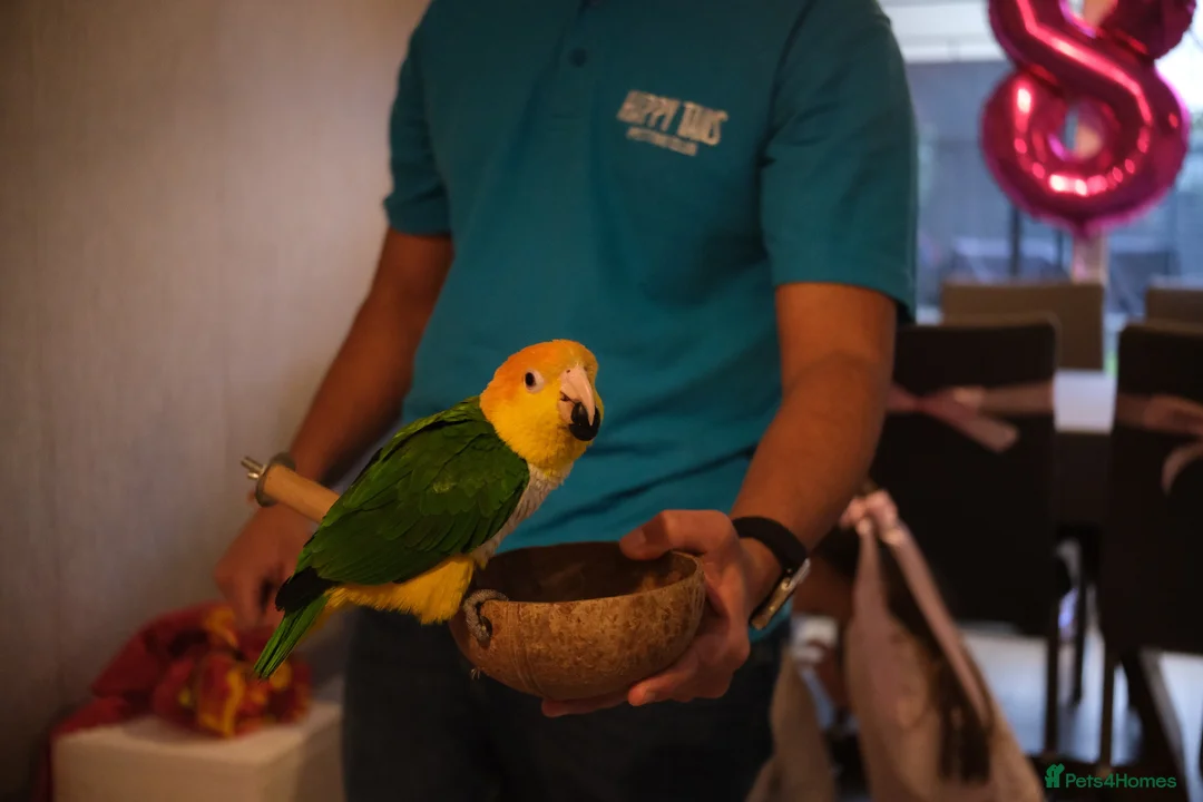 Parrots birds for sale: Tame Hand Reared Parrot Caique with huge Cage - Advert 2