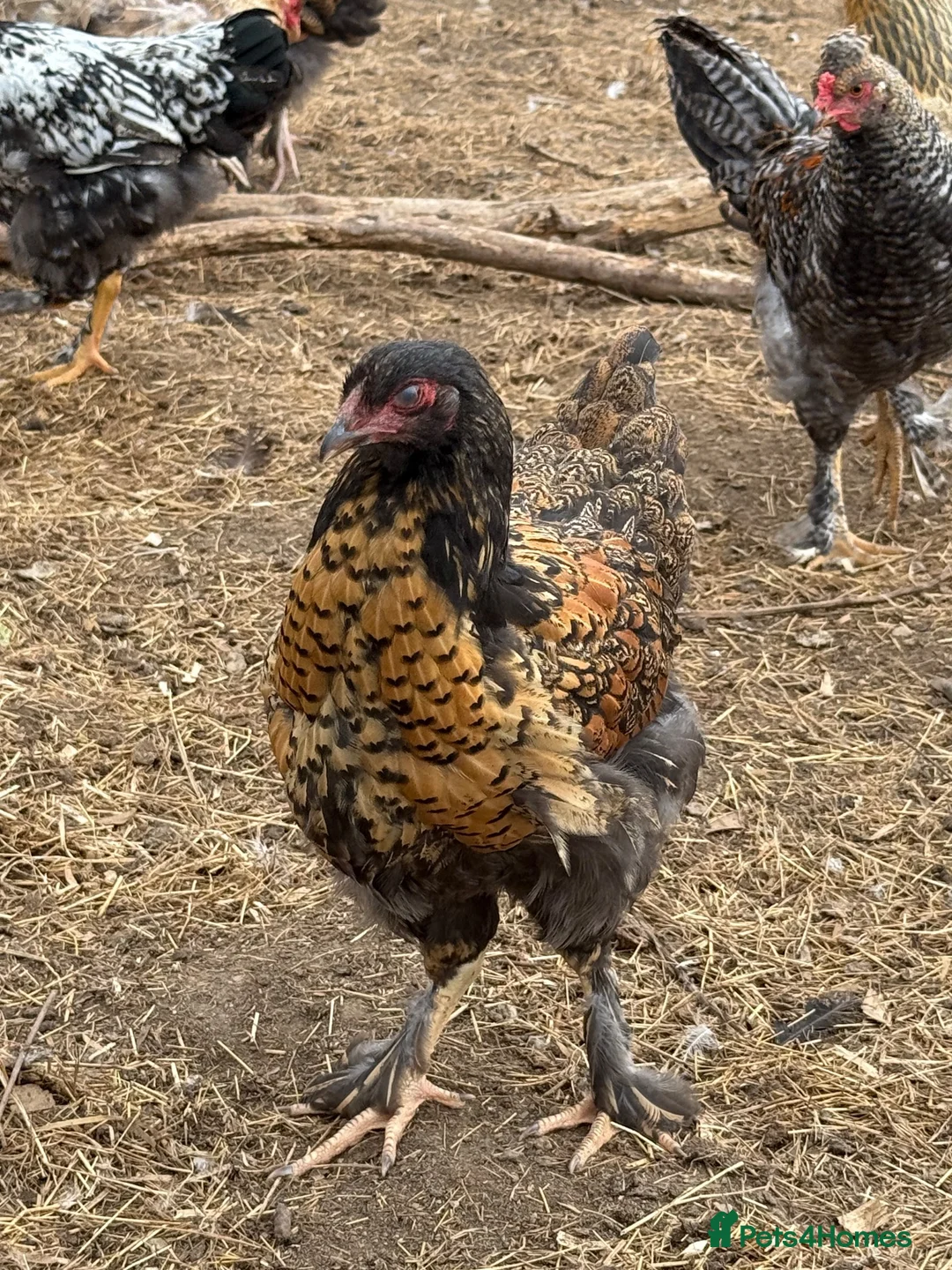 Chickens poultry for sale: 3 hens and 1 cockerel   - Advert 2