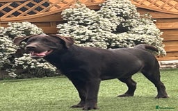 Labrador Retriever dogs for sale: Chocolate lab  - Image 2