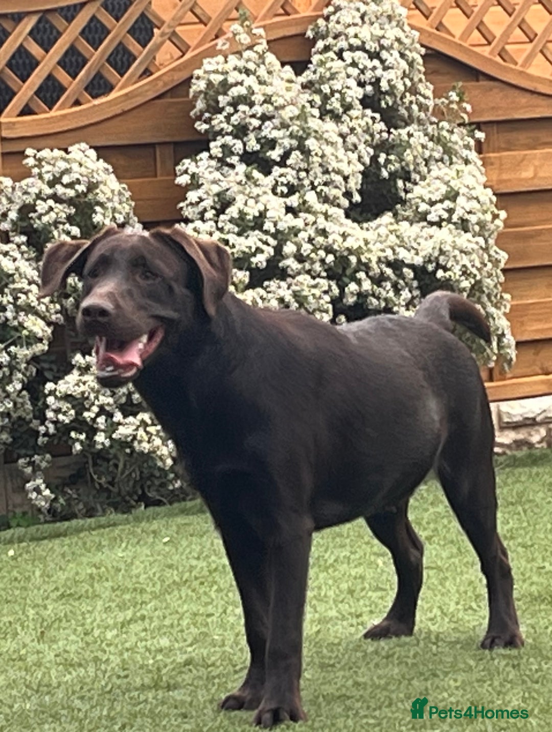 Labrador Retriever dogs for sale: Chocolate lab  - Image 2