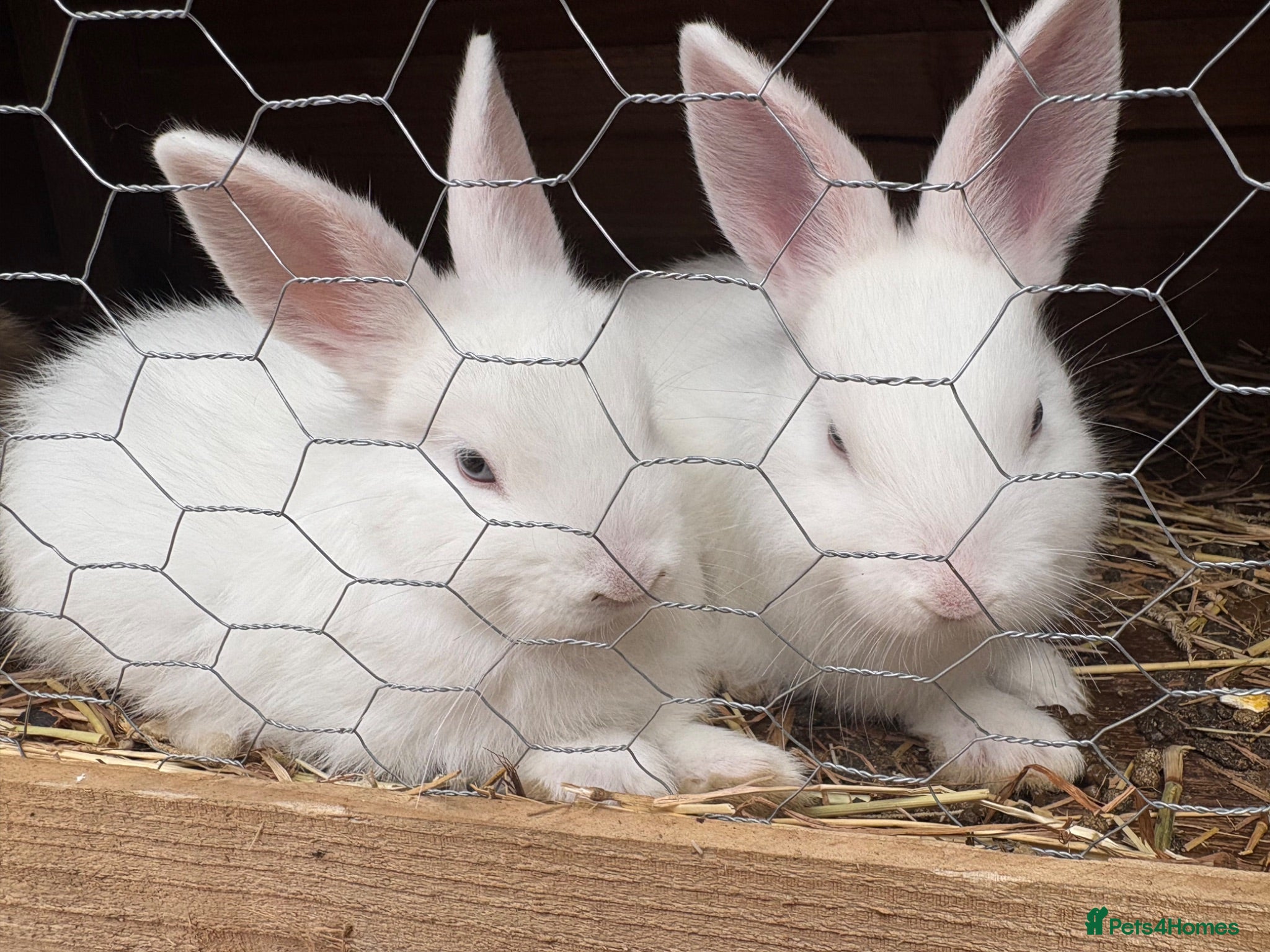 Mixed Breed rabbits Beautiful baby rabbits - Advert 2
