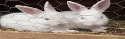 Mixed Breed rabbits for sale: Beautiful baby rabbits - Advert 2