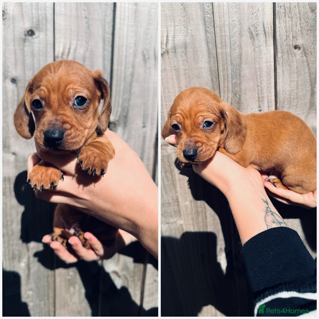 Dachshund dogs for sale: Dachshund puppies in Corby - Advert 7