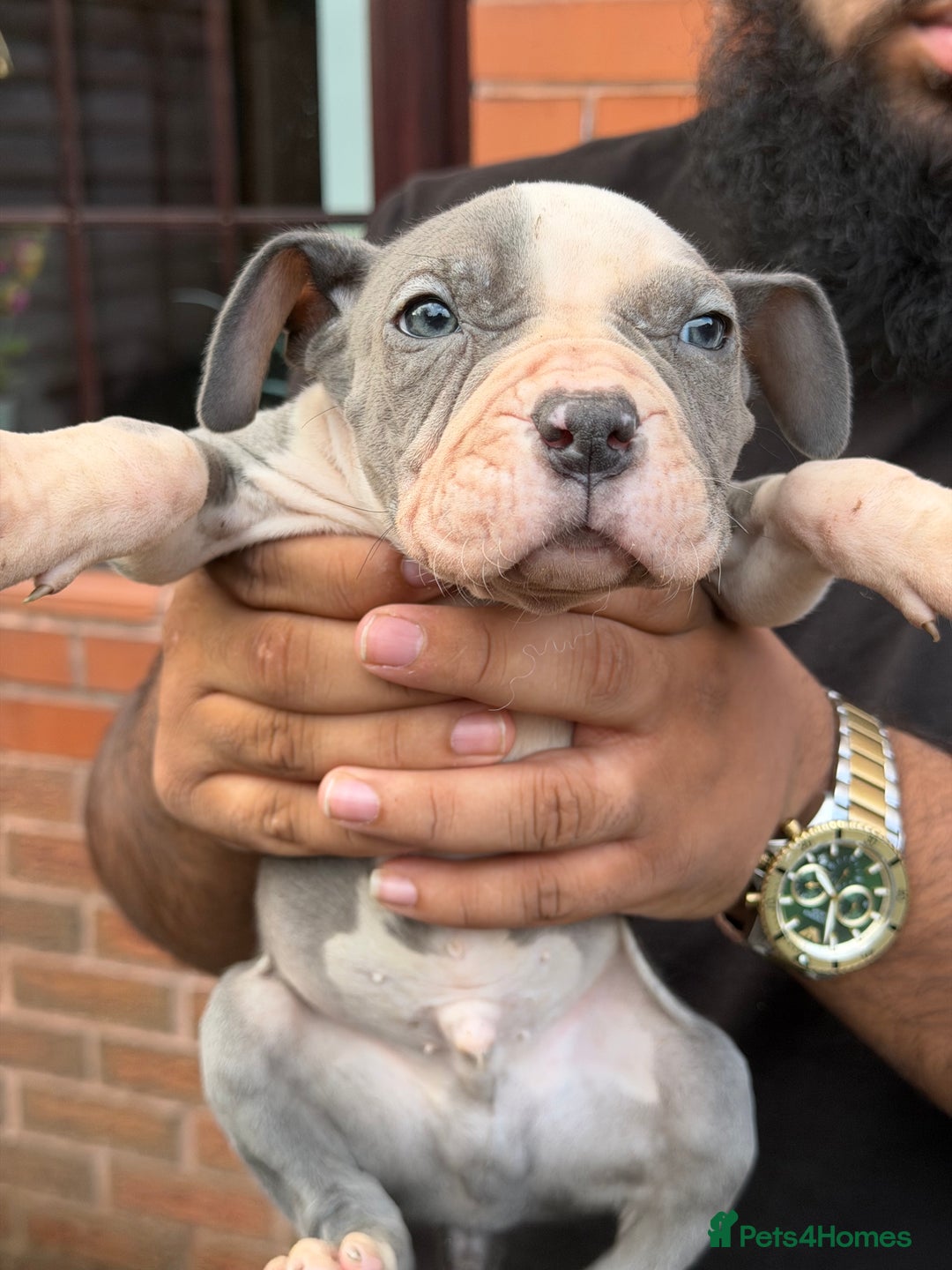 Mixed Breed dogs for sale: Old English cross, cane corsa  - Image 16