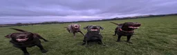 Labrador Retriever dogs for sale: Perfect Health Tested Silvers & Charcoals  - Advert 17
