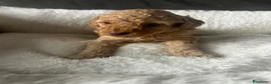 Toy Poodle Puppy 3