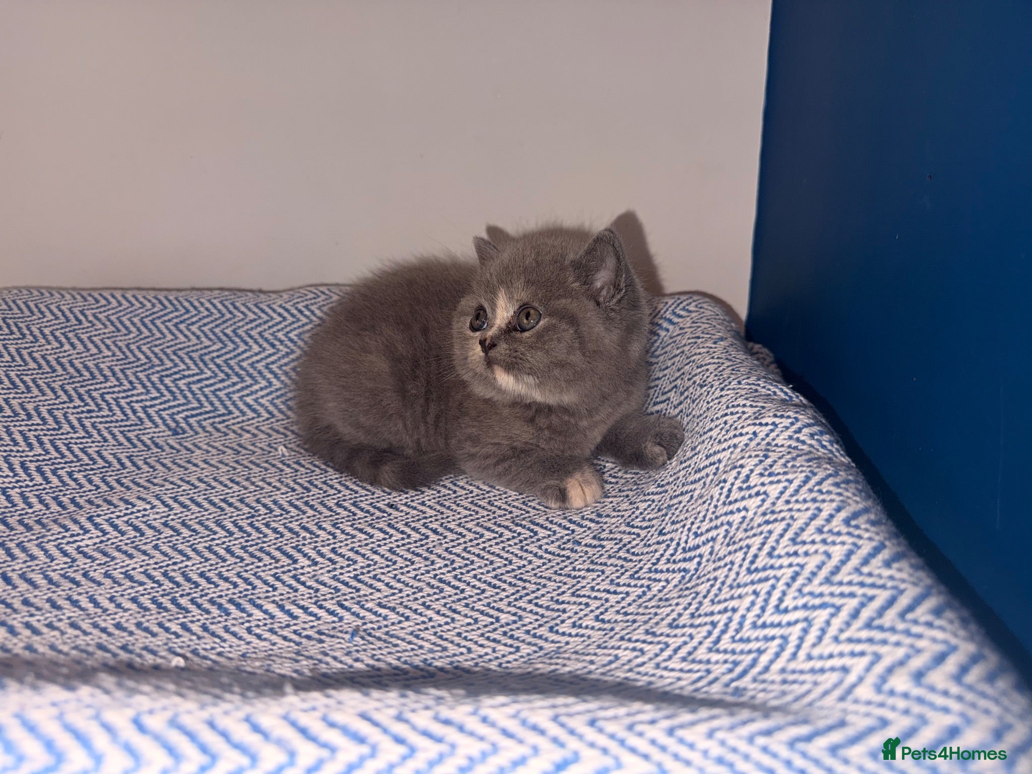 British Shorthair cats GCCF REGISTERED BRITISH SHORTHAIRS  - Advert 2