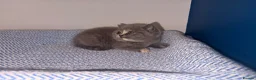 British Shorthair cats for sale: GCCF REGISTERED BRITISH SHORTHAIRS  - Advert 8