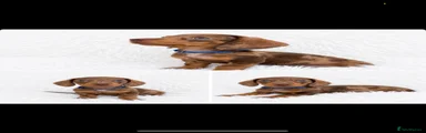 Miniature Dachshund 1