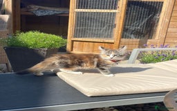 Maine Coon cats for sale: Maine coon Kittens Ready to go! 100% Pedigree   in Derby - Image 9