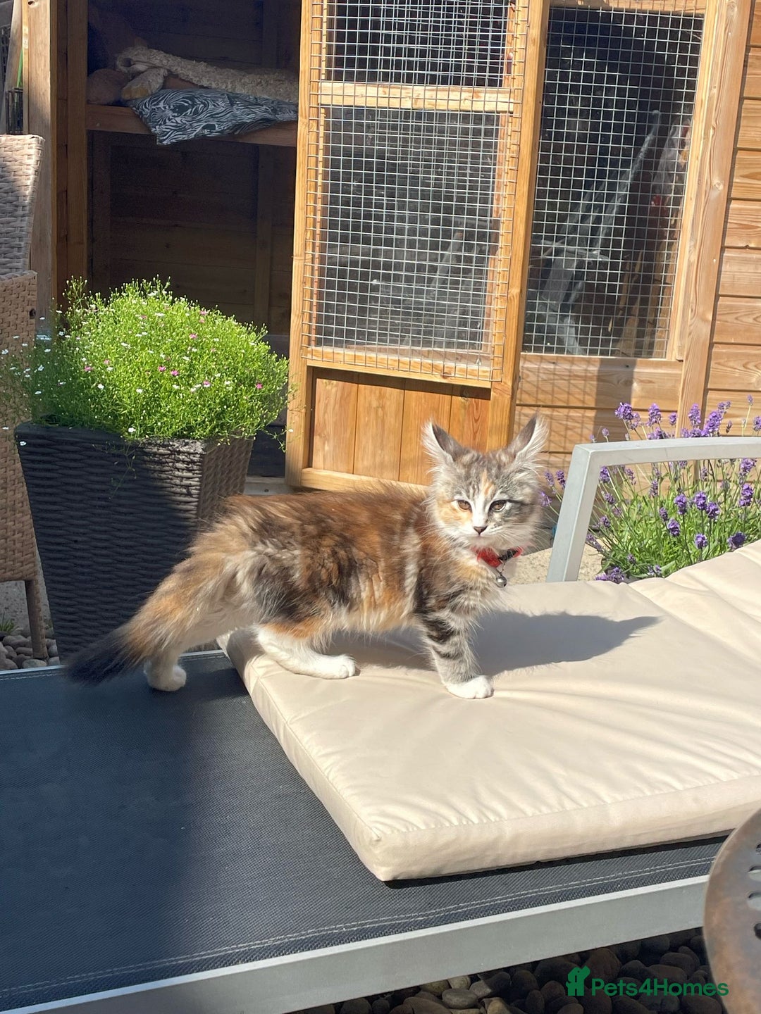 Maine Coon cats for sale: Maine coon Kittens Ready to go! 100% Pedigree   in Derby - Image 9