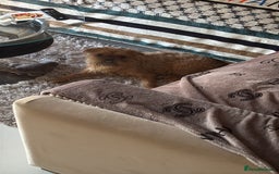Mixed Breed dogs for sale: 6 beautiful puppies for sale, 3 female and 3 male - Image 4
