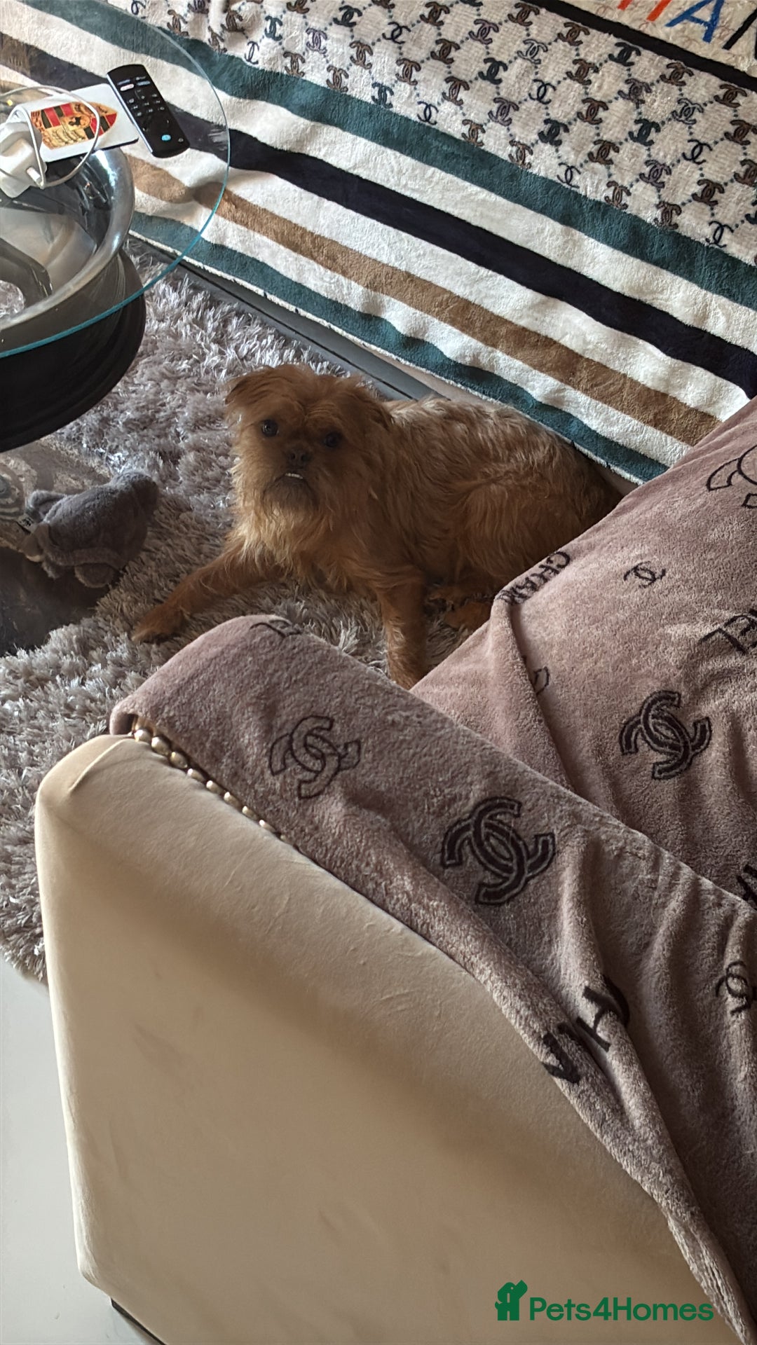 Mixed Breed dogs for sale: 6 beautiful puppies for sale, 3 female and 3 male - Image 4