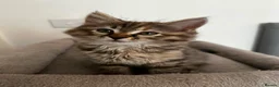 Siberian cats for sale: Beautiful Mix Siberian Kitten - Advert 3