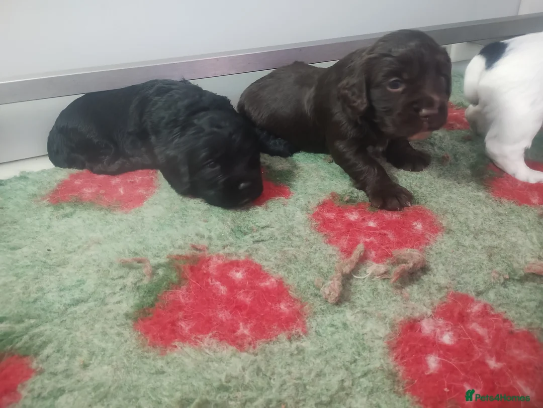 Cocker Spaniel dogs for sale: Working cocker spaniel pups for sale  in Billingham - Advert 7