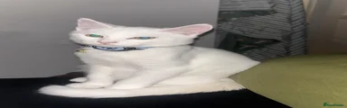 Ghosty 