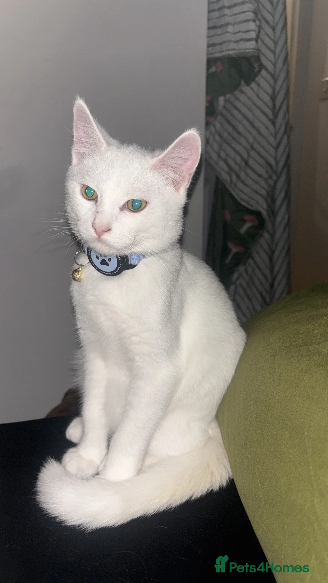 British Shorthair cats for sale: Ghost - Beautiful pure white British shorthair - Advert 6