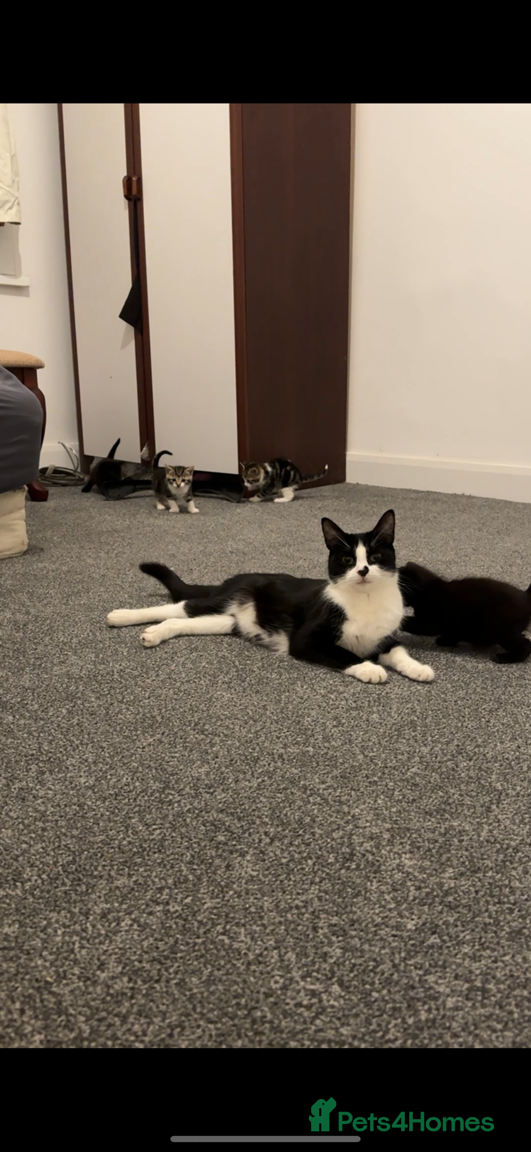 Mixed Breed cats for sale: Beautiful Kittens  - Advert 6