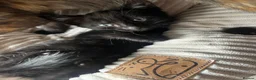 Mixed Breed cats for sale: Gorgeous kittens  - Advert 6