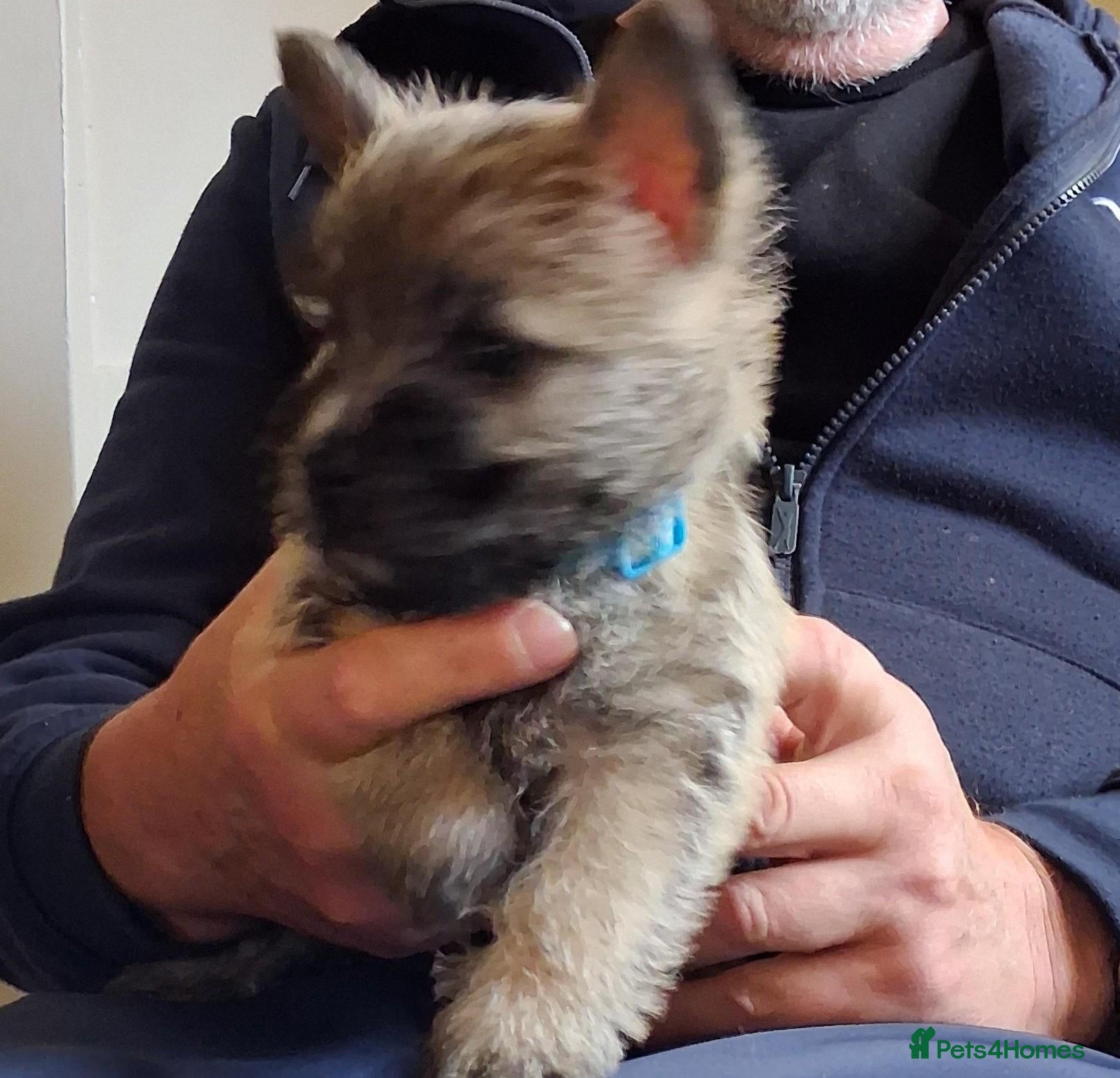 Cairn Terrier dogs 7 Adorable Cairn Terrier Pups - Advert 6