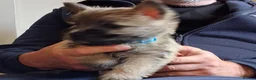 Cairn Terrier dogs for sale: 7 Adorable Cairn Terrier Pups - Advert 6