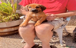 Rhodesian Ridgeback dogs for sale: Lovely Red Wheaten FULLY health tested parents in Pwllheli - Image 32