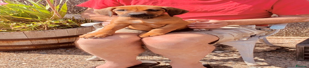 Rhodesian Ridgeback Puppy 4