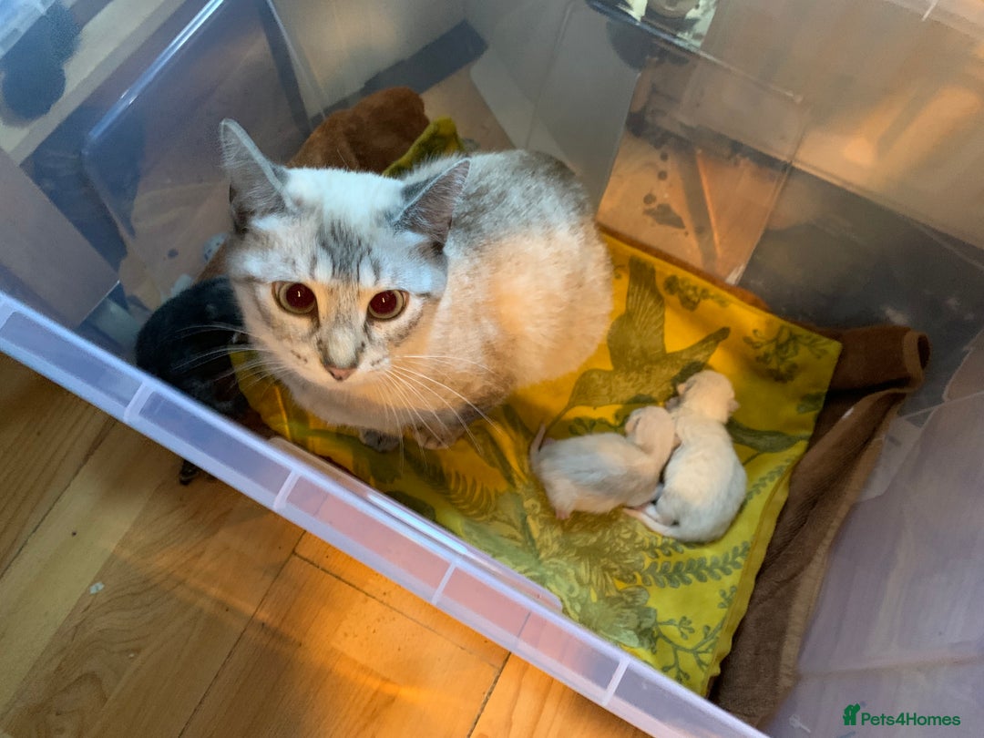 Siamese cats for sale: 🐾✨ White Siamese Maggir Became a Mum! ✨🐾 - Image 20