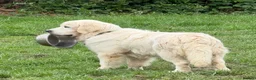 Golden Retriever dogs for sale: KC reg fully health tested 1 year old male  - Advert 6