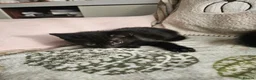 Mixed Breed cats for sale: Beautiful kittens - Advert 8