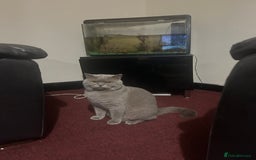 British Shorthair cats for sale: Male British Cat 🐱  - Image 3